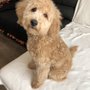 Photo of Canine Design
