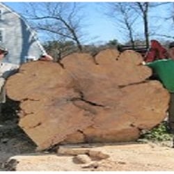 Copp Tree