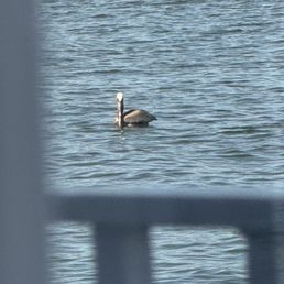 A Pelican we were watching A Pelican we were watching