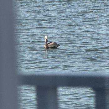 Scoma's of Sausalito - A Pelican we were watching - Seafood Near Me - Sausalito, California Scoma's of Sausalito - A Pelican we were watching - Seafood Near Me - Sausalito, California