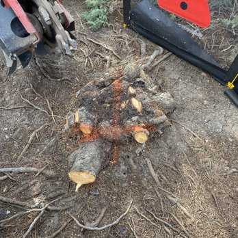 Beaver Tooth Stump Grinding - Tree Services Near Me Beaver Tooth Stump Grinding - Tree Services Near Me