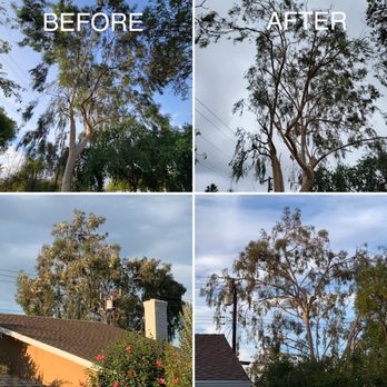 Ortega's Jr Tree Service - Eucalyptus Tree Laced and Trimmed in December 2021 - Tree Services Near Me - Riverside , California Ortega's Jr Tree Service - Eucalyptus Tree Laced and Trimmed in December 2021 - Tree Services Near Me - Riverside , California