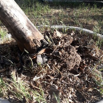 Treepro - Uprooted - Tree Services Near Me - Las Vegas, Nevada