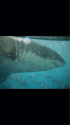 Shark Cage Diving with Calypso Star Charters by null
