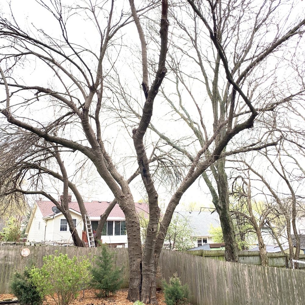Timber Tree Service - Tree Services Near Me