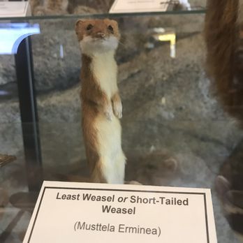 Emigrant Trail Museum & Bookstore - Museums Near Me - Truckee, California