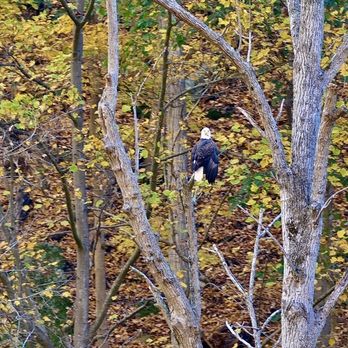 Potomac Eagle Scenic Railroad - Bald Eagle - Historical Tours Near Me - Romney, West Virginia Potomac Eagle Scenic Railroad - Bald Eagle - Historical Tours Near Me - Romney, West Virginia