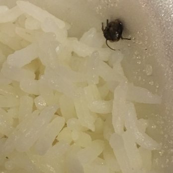 Pad Thai Restaurant - Nice bug in the the Togo order I just picked up from this fine restaurant. - Thai Near Me - Clovis, California