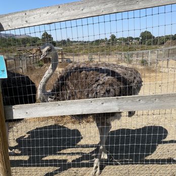 Ostrichland USA - Attraction Farms Near Me - Solvang, California Ostrichland USA - Attraction Farms Near Me - Solvang, California