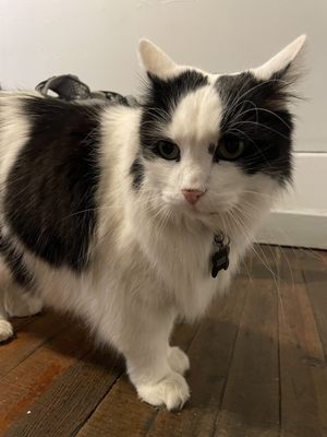 The Cambie Hostel - Gastown by null