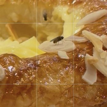 Paris Baguette - Multiple fruit flies on cream cheese pastry. - Bakeries Near Me - Hayward, California Paris Baguette - Multiple fruit flies on cream cheese pastry. - Bakeries Near Me - Hayward, California