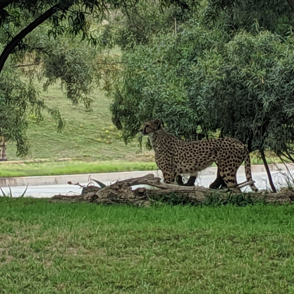 Nice cheetah! Nice cheetah!
