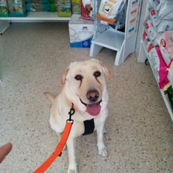 Centro Veterinario Isbilia - Indy en su clínica de confianza :D