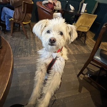 The Curtains Up - Dog friendly bar area - Pubs Near Me - London, XGL The Curtains Up - Dog friendly bar area - Pubs Near Me - London, XGL