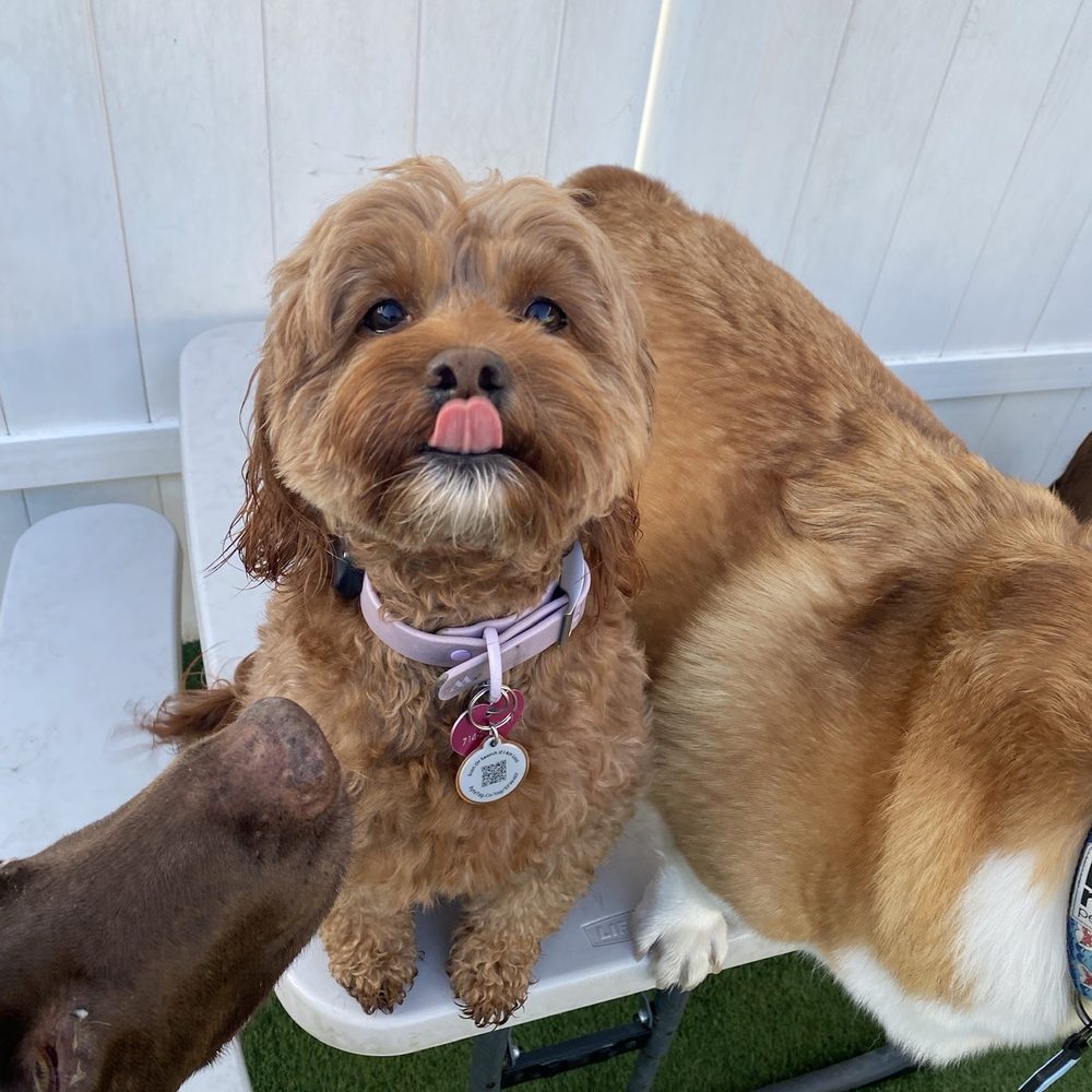 Ginger expressing her feelings when she does not get to come to Bark City!