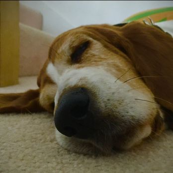 BeLoved Pet Sitting - Pet Sitting Near Me - San Diego, California