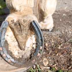 Tonda Husty’s Farrier Services