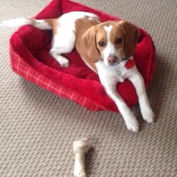 Little Country Paws - My not so mini beagle, who I love with all my heart.