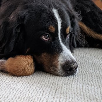 julie's mobile dog grooming