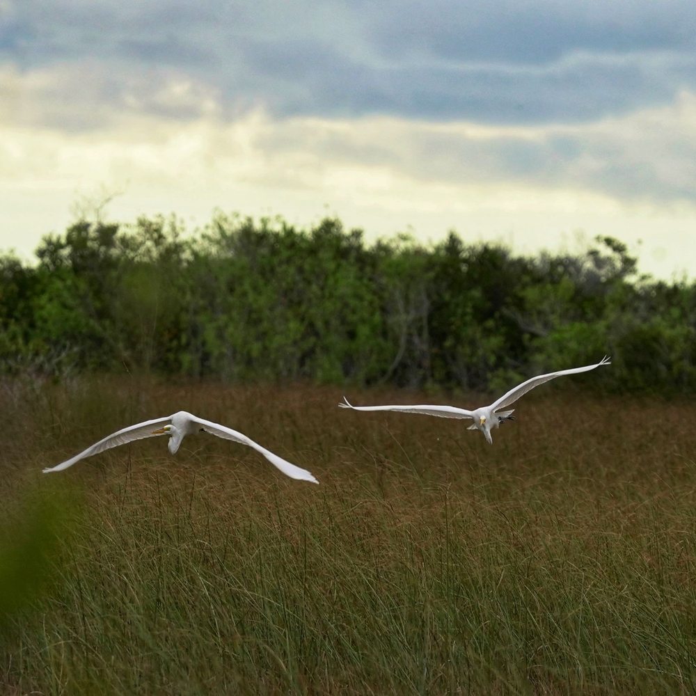 Shark Valley Tram Tours - 2 great egrets - Tours Near Me - Miami, Florida
