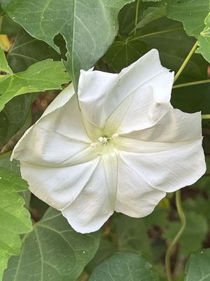 Sawgrass Lake Park by null