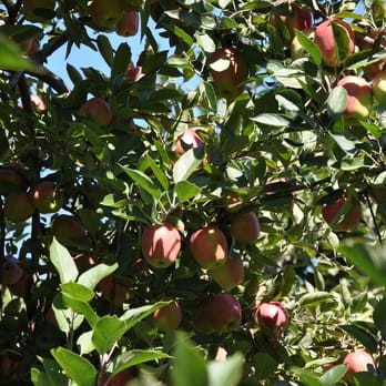 Apple Dave’s Orchards - Fruits & Veggies Near Me - Warwick, New York