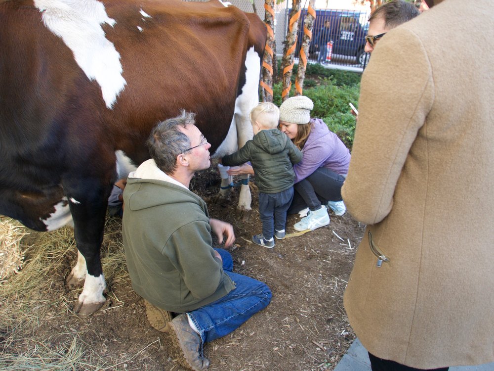 HONEYDEW; ON THE GREEN 13 Photos 163 Washington Ave, Brooklyn, New York Preschools Phone
