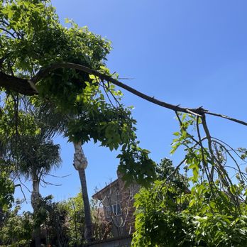 Elenes Tree Service - Broken branch - Tree Services Near Me - Rialto, California Elenes Tree Service - Broken branch - Tree Services Near Me - Rialto, California