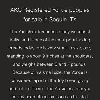 Yorkies for Life - Pet Breeders Near Me - Seguin, Texas