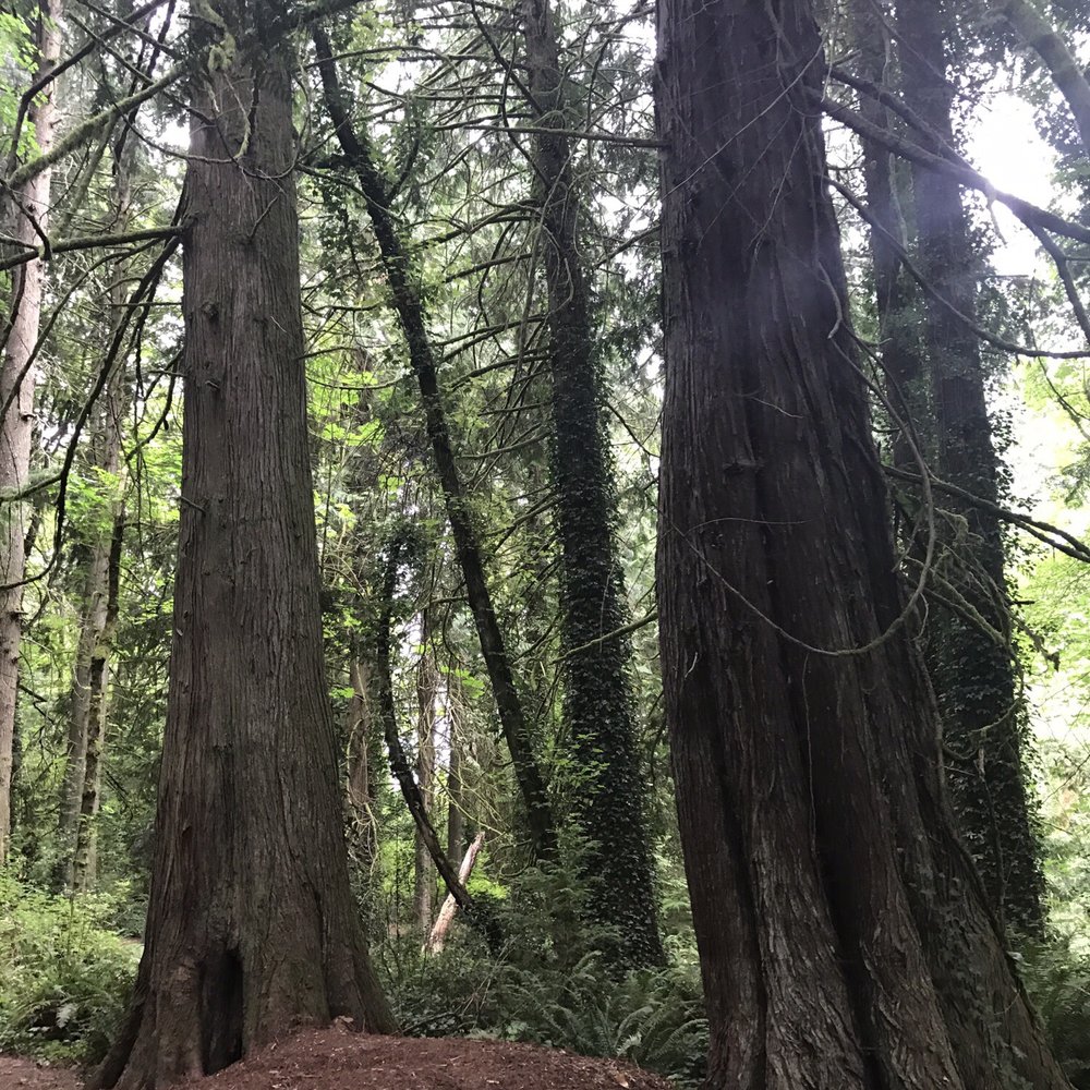 Burfoot Park - Lovely. - Parks Near Me - Olympia, Washington Burfoot Park - Lovely. - Parks Near Me - Olympia, Washington