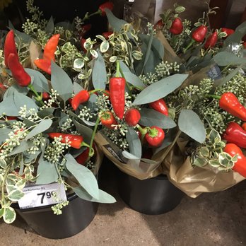 Kroger - Real multi pepper plant. I forgot to buy one... - Grocery Near Me - The Woodlands, Texas Kroger - Real multi pepper plant. I forgot to buy one... - Grocery Near Me - The Woodlands, Texas