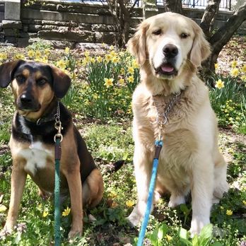 MixyPaws - Max and Percy on their walk - Dog Walkers Near Me - New York, New York MixyPaws - Max and Percy on their walk - Dog Walkers Near Me - New York, New York