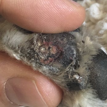 Sweet Pea Grooming - Pet Groomers Near Me - San Diego, California