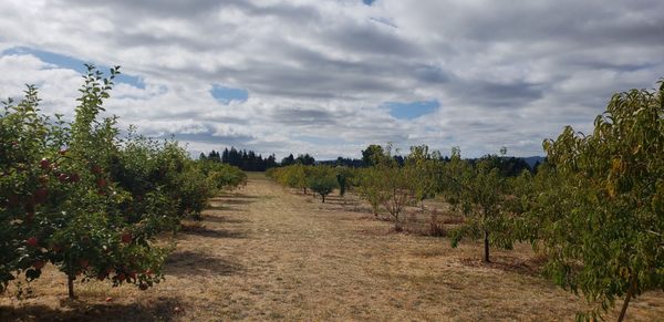 Bells Orchard by null