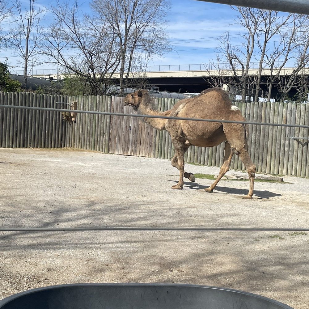 Chattanooga Zoo At Warner Park - Camel - Amusement Parks Near Me - Chattanooga, Tennessee