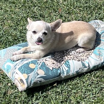Desert Paws - Pet Services Near Me - Calexico, California Desert Paws - Pet Services Near Me - Calexico, California