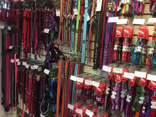 bernese mountain dog spaniel mix