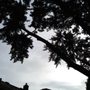 Photo of C&K Treeworks