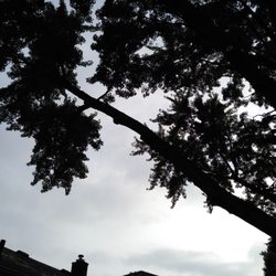 C&K Treeworks