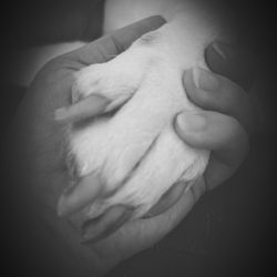 Serenity Pet Cremations & Burial