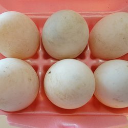 Hise Farm - The Green Marketplace - 6 Free Range Duck Eggs. LARGE ORANGE YOLKS!