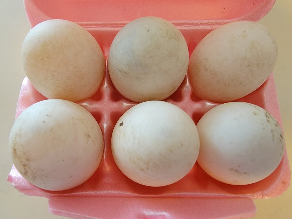 HISE FARM THE GREEN MARKETPLACE Updated September 2024 3910 N