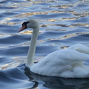 Lake Eola Park - Parks Near Me - Orlando, Florida