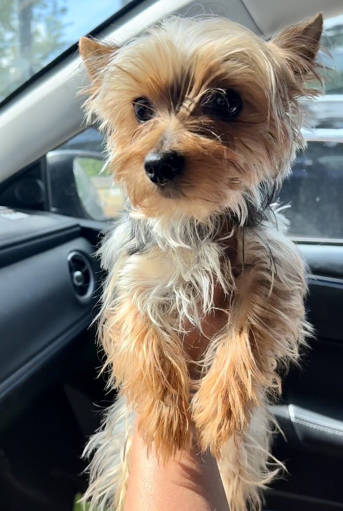 ALL 4 PAWS GROOMING Updated September 2024 916 E Blanco Rd, Boerne