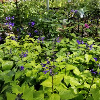 Panhandle Greenhouses - Nurseries & Gardening Near Me - Amarillo, Texas Panhandle Greenhouses - Nurseries & Gardening Near Me - Amarillo, Texas