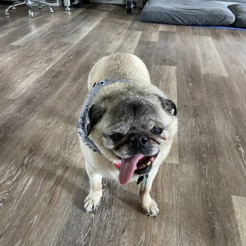 Puleo Pets - Pet Boarding Near Me - Allentown, Pennsylvania