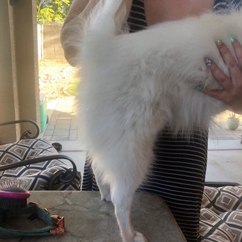 Cookies N Clean - Pet Groomers Near Me - Phoenix, Arizona Cookies N Clean - Pet Groomers Near Me - Phoenix, Arizona