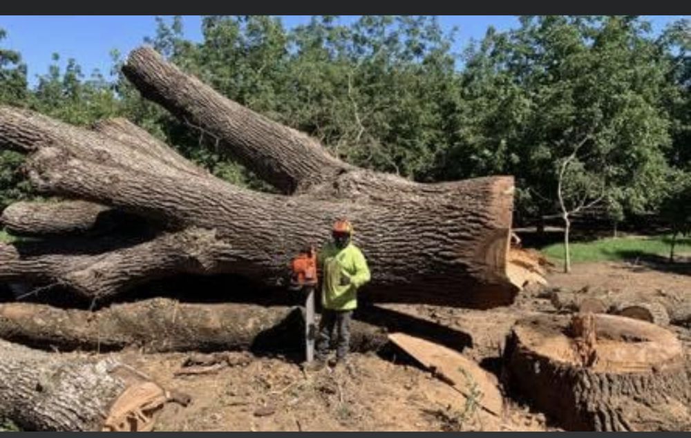 THE TREE GUYS LLC 11 Photos Ceres, CA Yelp