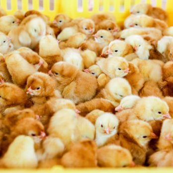 Moyer's Chicks - Farms Near Me - Quakertown, Pennsylvania Moyer's Chicks - Farms Near Me - Quakertown, Pennsylvania