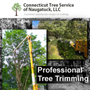 Photo of Connecticut Tree Service of Naugatuck